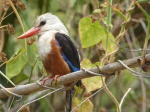 Cape Verdean Kingfisher