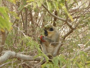 Green monkey or Grivet monkey on Boa Vista island